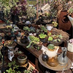 Succulents 