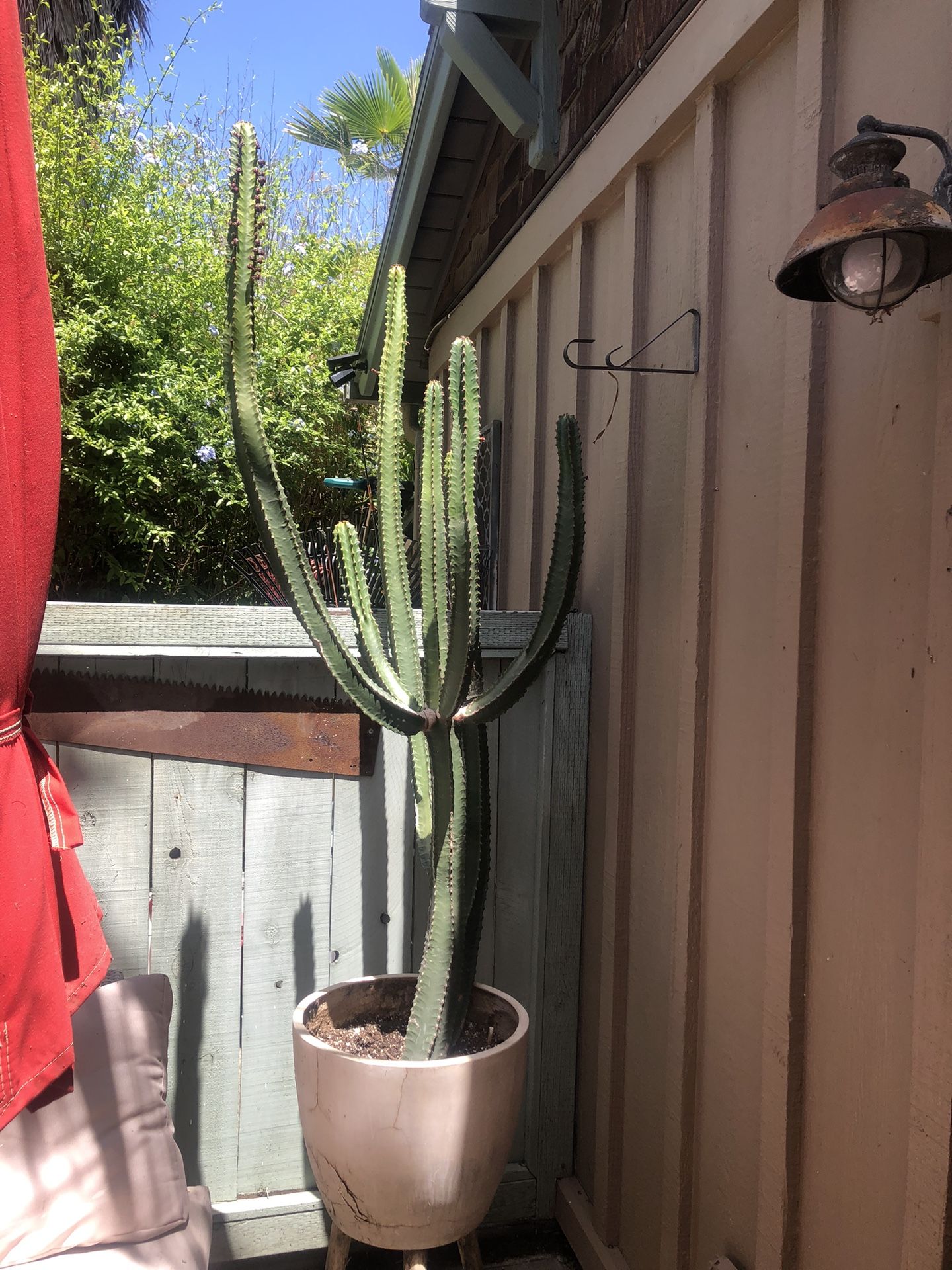 Plant