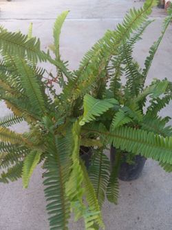 FERNS indoor plant's 10.00  dlls