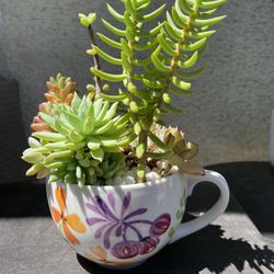 Succulents Plant In A Coffee Mug…