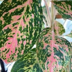 Pink Chinese Evergreen Plant 