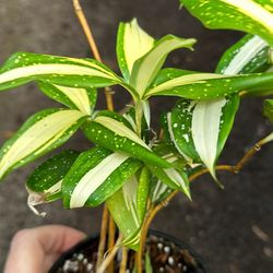 Dracaena Japanese Bamboo Plant