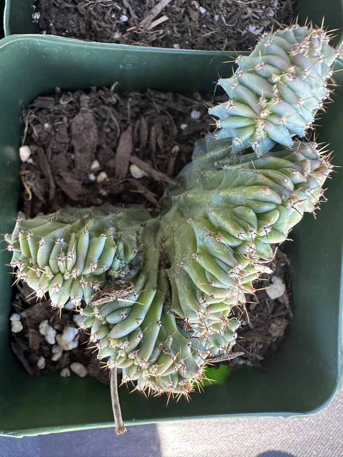 Myrtillocactus geometrizans elite crest