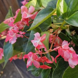 Dragon Wing Begonia 11"pot full sun or shade live plants