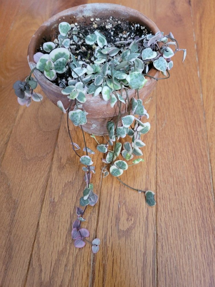 Variegated String Of Hearts