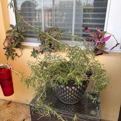 Large Rosemary Plant