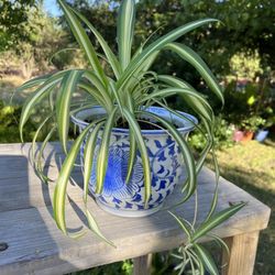 Variegated “spider Plant” In A Porcelain Pot 