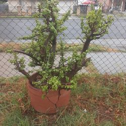 Outfit Bush Plant Succulent