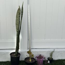 lot of 4 succulent plants - snake jade string of rubies + rosemarym