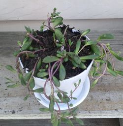 Ruby necklace Succulent Plant 🪴