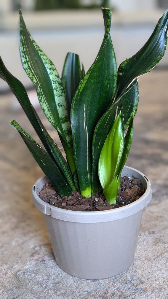 Sansivieria 'Whitney' snake plant