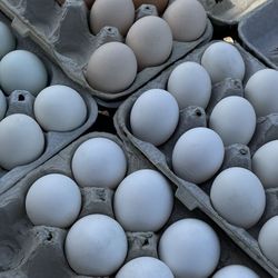 Organic Eggs