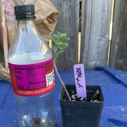 Apple Mint Plant - Menta sabor mazana - Mastranzo - Yerba Hierba de burro planta