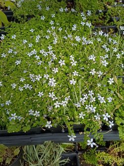 Blue star creeper