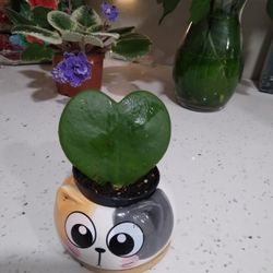 Hoya
