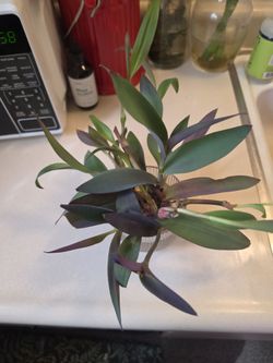 Live Tradescantia Potted Houseplant Cuttings
