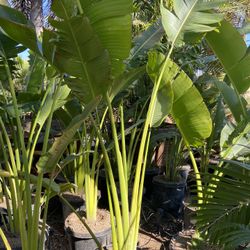 Travelers Palm