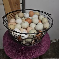Freerange Chicken Eggs