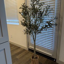 Olive Tree 