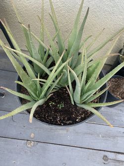 Aloe Vera Pot Plant