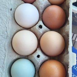 Fresh Eggs