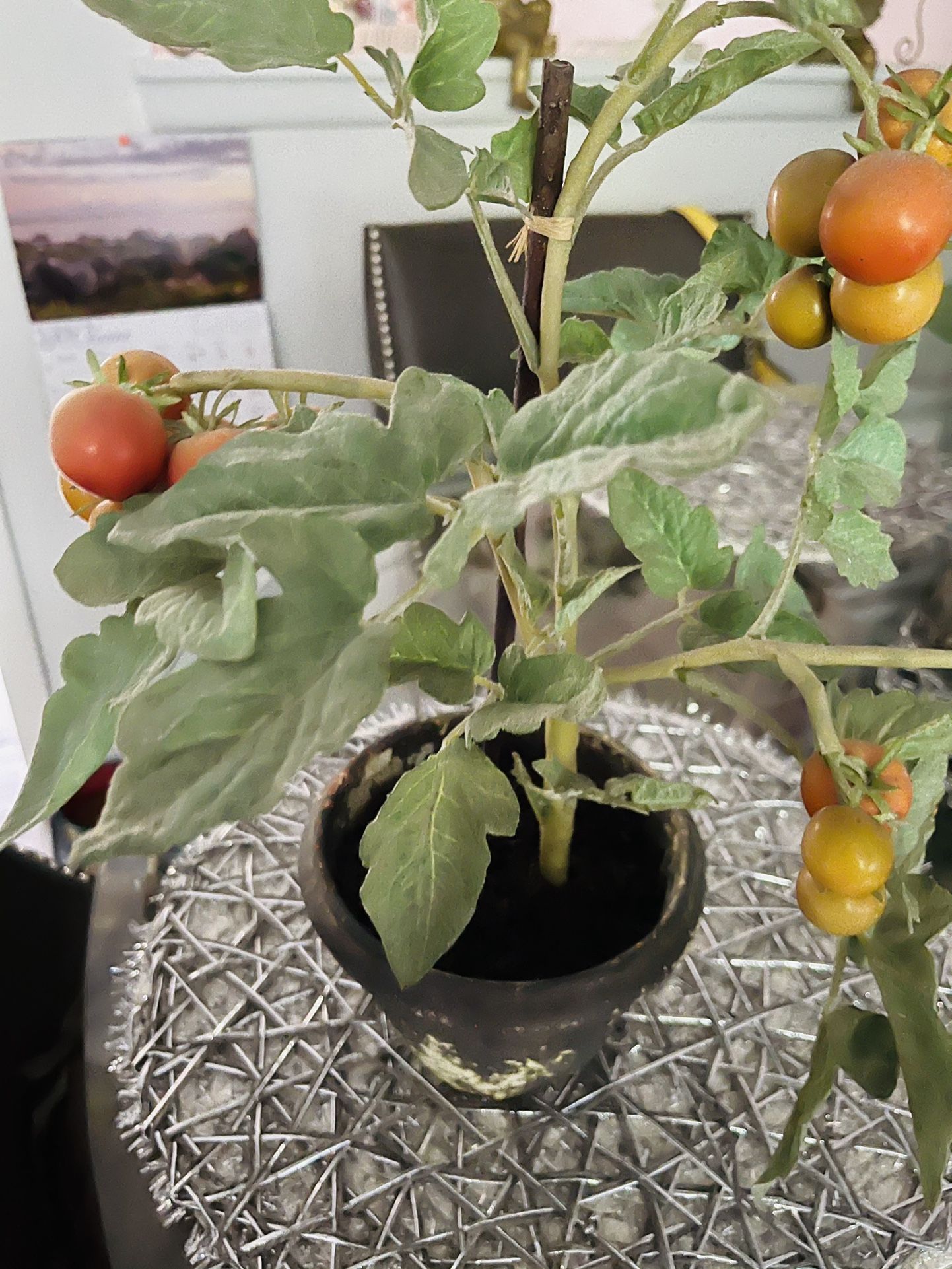 Fake Tomato Plant