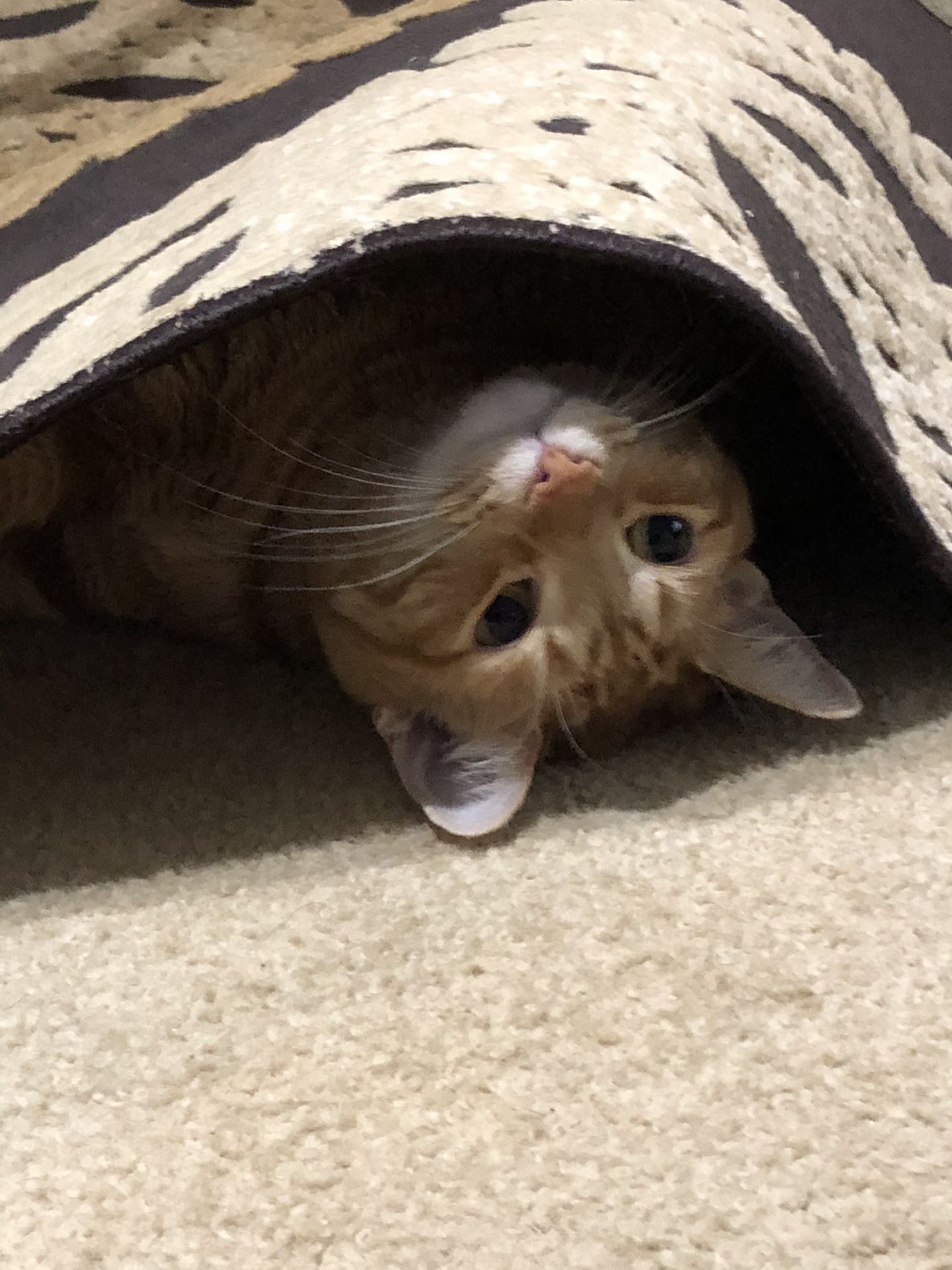 Home theater system (Cat approved)