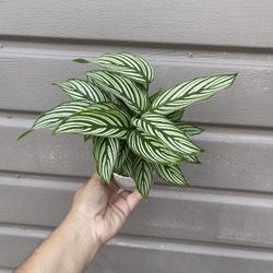 4” calathea vittata