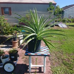 Pineapple  Plant 