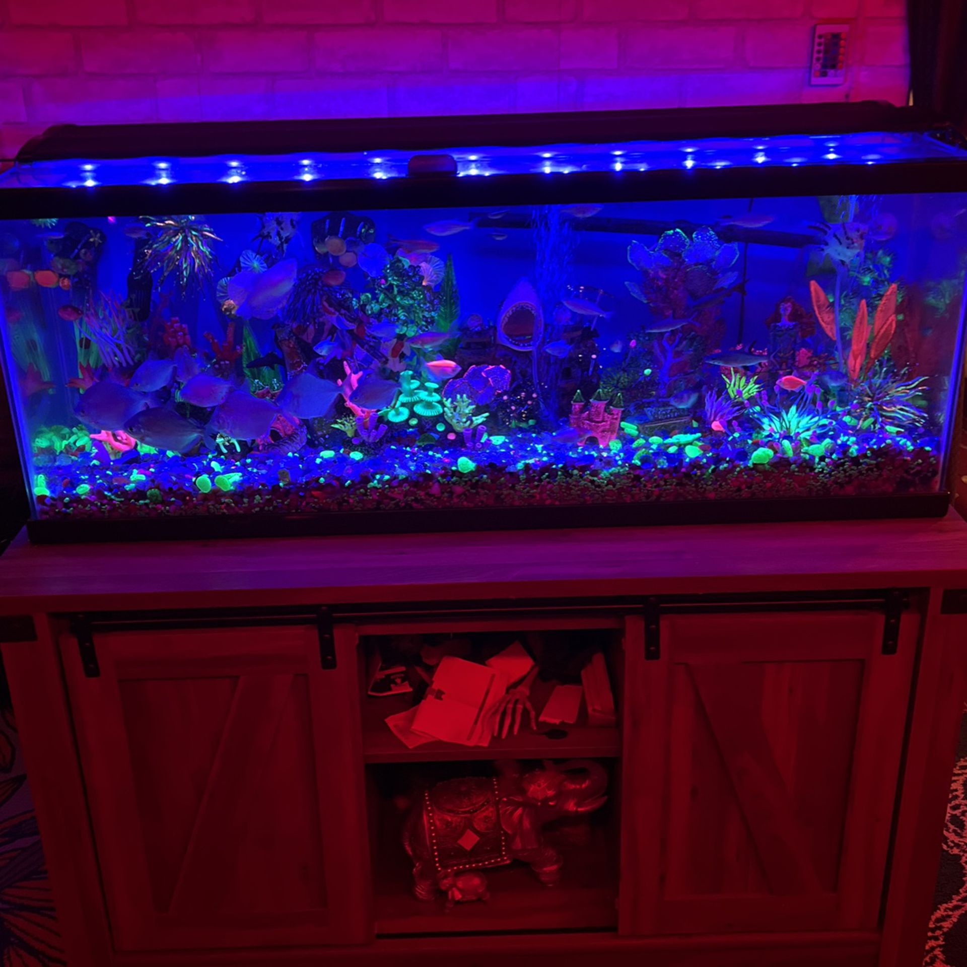 55 gallon fish tank what’s six months ago must move for Sale in Lawrence,  NY - OfferUp