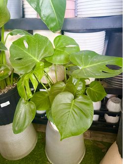 Plants (6”pot🌿On sale🌿Monstera Deliciousa 2 for $25 or $15 each)