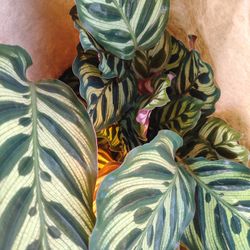 Plantas De Interior 