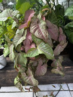 3gal pink sygonium