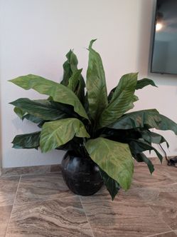 Large silk plant