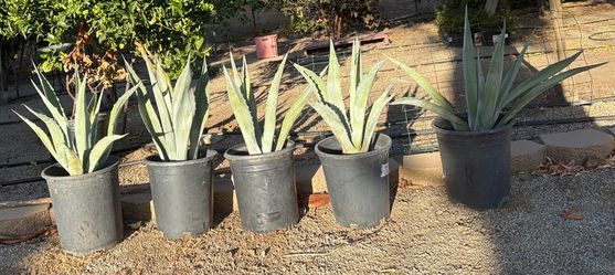 Blue Agave each $15