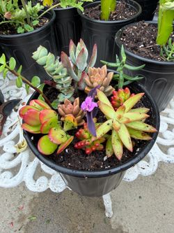 🌵✨ Succulent Garden Arrangement ✨🌵