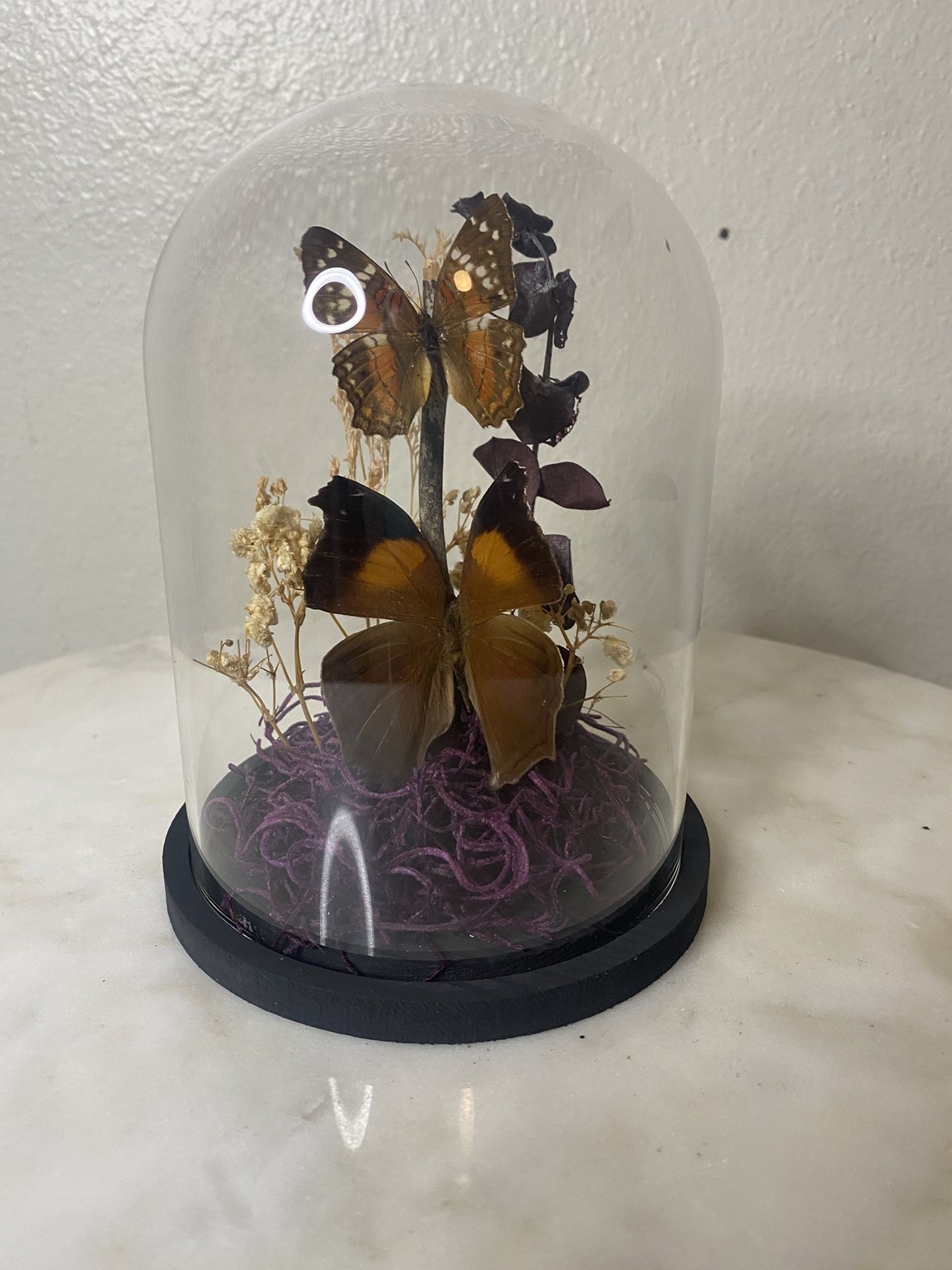 Butterfly Dome