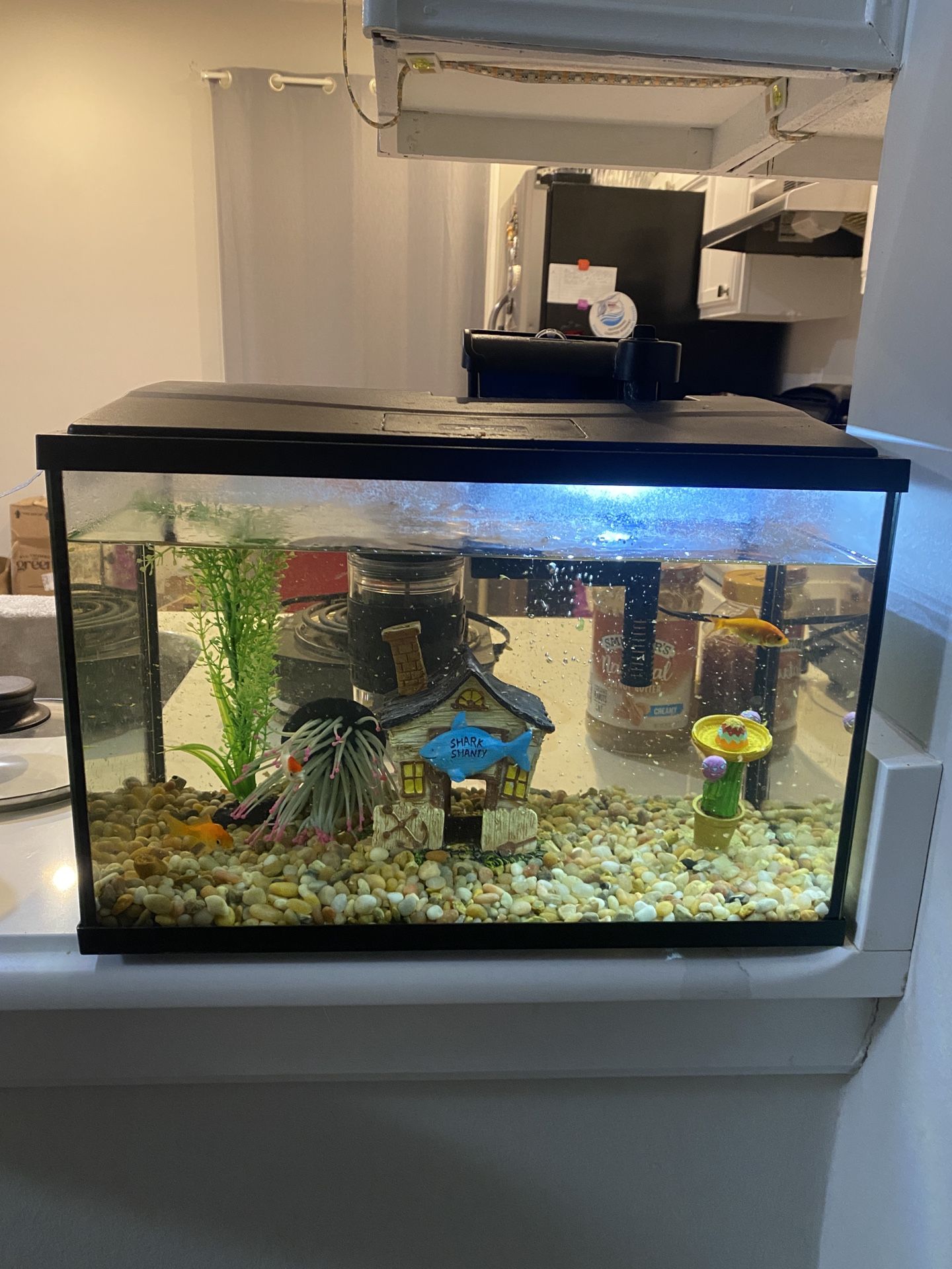 Fish Tank With Fishes