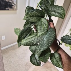 Scindapsus Mount Salak