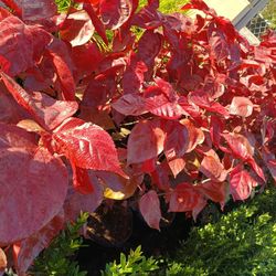 Beautiful Copper Leaf Plants 7gl $16🏡