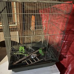 Bird Cage 