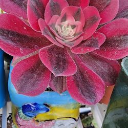 Aeonium Red Witch Pink Witch Also Available  Pick Up Only  In Upland 