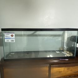 Fish Tank 