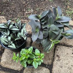 Plants $10 For All 3