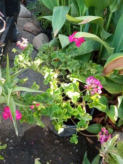 Hot pink geraniums