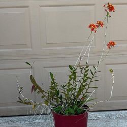 Orchids Plants Flowers Oranges 