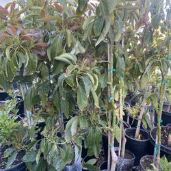 Fruit Trees 