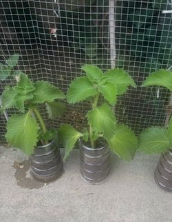 Mexican oregano  (oregano cubano)