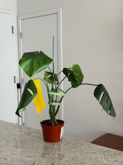 Starter Monstera Deliciosa