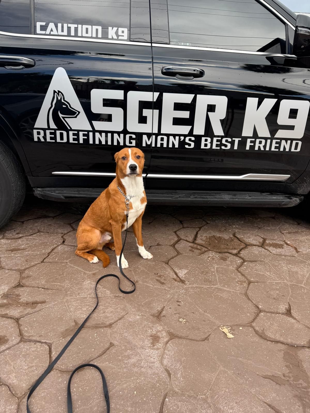 Dog Training And Boarding